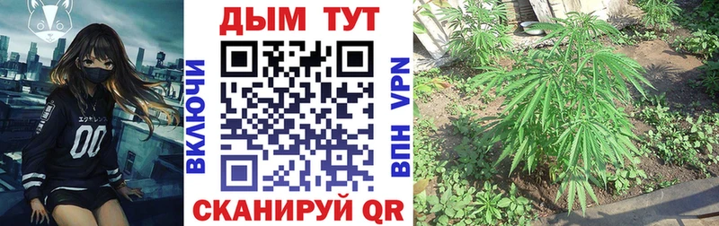 Канабис THC 21%  omg ссылки  Куртамыш 
